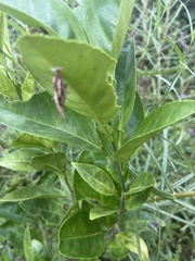 Thyridopteryx ephemeraeformis