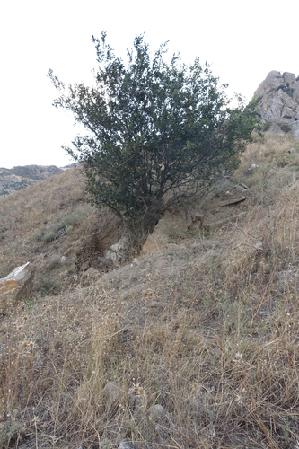 Celtis glabrata (Celtis glabrata)