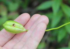 Lilium canadense