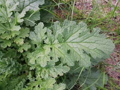Jacobaea
