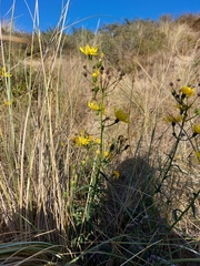 Hieracium sabaudum