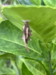 Thyridopteryx ephemeraeformis