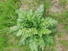 Jacobaea