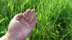 Poa palustris