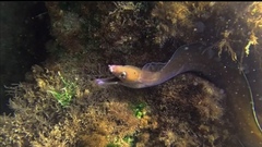 Gymnothorax funebris