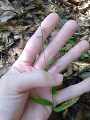 Oplismenus hirtellus