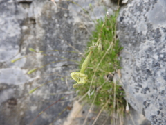 Silene cephallenia