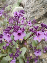 Mirabilis elegans