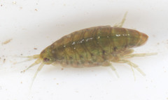 Hyalella