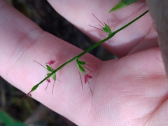 Oplismenus hirtellus