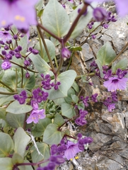 Mirabilis elegans
