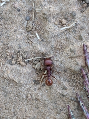 Pogonomyrmex barbatus