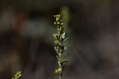Artemisia caerulescens