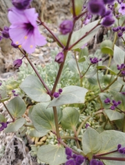 Mirabilis elegans