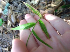 Oplismenus hirtellus