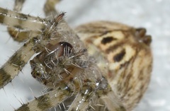 Araneus illaudatus