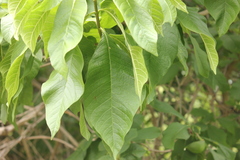 Tabernaemontana glabra