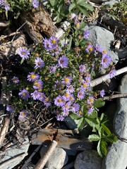 Symphyotrichum novi-belgii