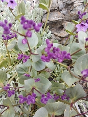 Mirabilis elegans