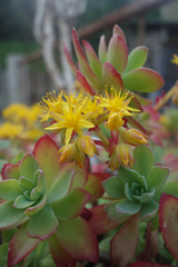 Sedum palmeri