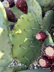 Opuntia orbiculata
