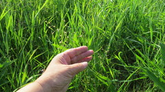 Poa palustris