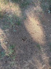 Pogonomyrmex barbatus