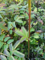 Sanguisorba stipulata