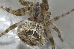 Araneus illaudatus