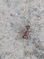 Pogonomyrmex barbatus