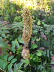 Sanguisorba stipulata