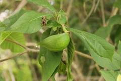 Tabernaemontana glabra