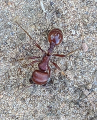 Pogonomyrmex barbatus