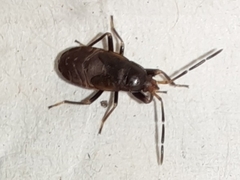 Rhyparochrominae
