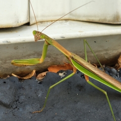 Tenodera angustipennis
