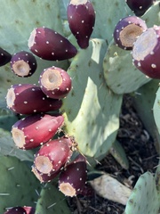 Opuntia orbiculata