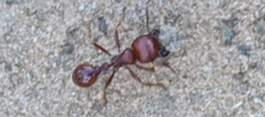 Pogonomyrmex barbatus