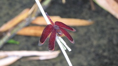 Neurothemis taiwanensis