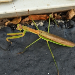 Tenodera angustipennis