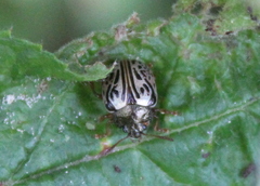 Calligrapha philadelphica