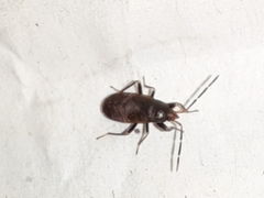 Rhyparochrominae