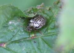 Calligrapha philadelphica