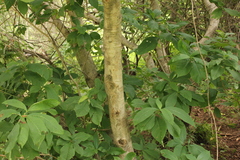 Tabernaemontana glabra