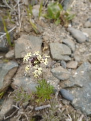 Glandularia sulphurea