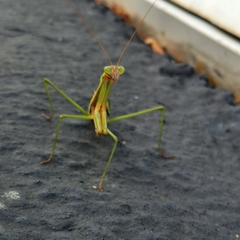 Tenodera angustipennis
