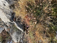 Armeria maritima