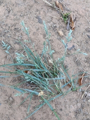 Eragrostis secundiflora