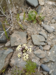 Glandularia sulphurea