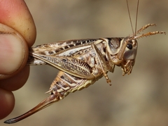 Decticus albifrons