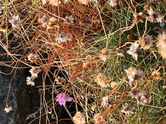 Armeria maritima